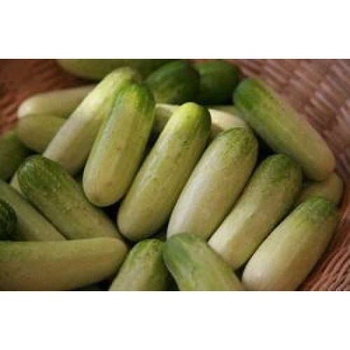 Cucumber, Small, แตงกวา (pesticide-free) Approx.500g