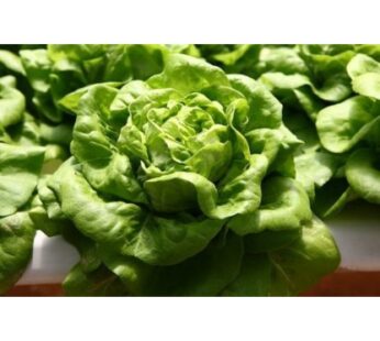 Lettuce, Butterhead, บัตเตอร์เฮด (pesticide-free), 500g