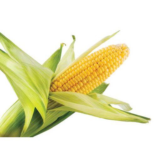 Corn, Sweet, ข้าวโพดหวาน (pesticide-free) 2 pcs