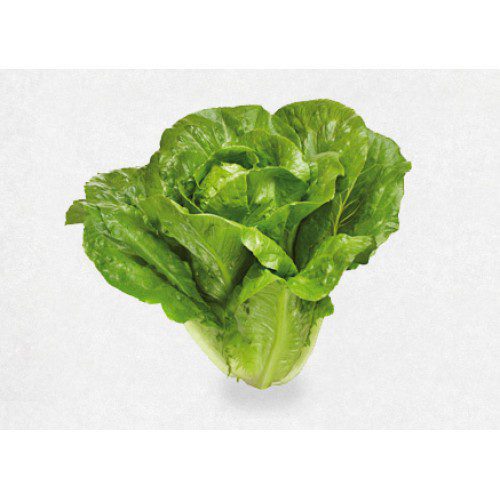 Green Cos Lettuce, ผักคอสเขียว (pesticide-free), Approx.500g