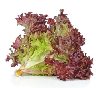 Red coral lettuce,เรดคอรอล (pesticide-free) , 270-330g /pack