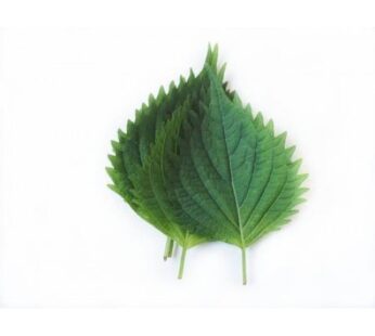 Oba Leaf , ใบโอบะ ( 10 Leaf / pack )