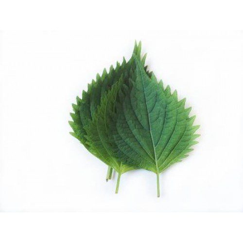 Oba Leaf , ใบโอบะ ( 10 Leaf / pack )